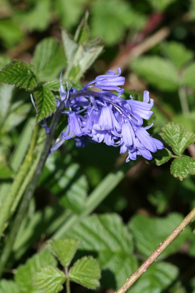 Campanule sp.jpg