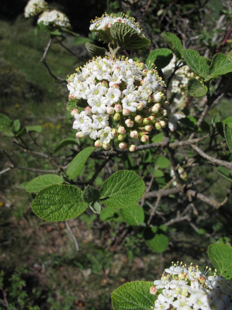 IMG_6122_Viburnum_lantana.jpg