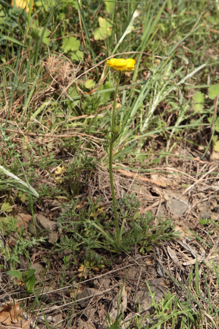 Ranunculus paludosus.jpg