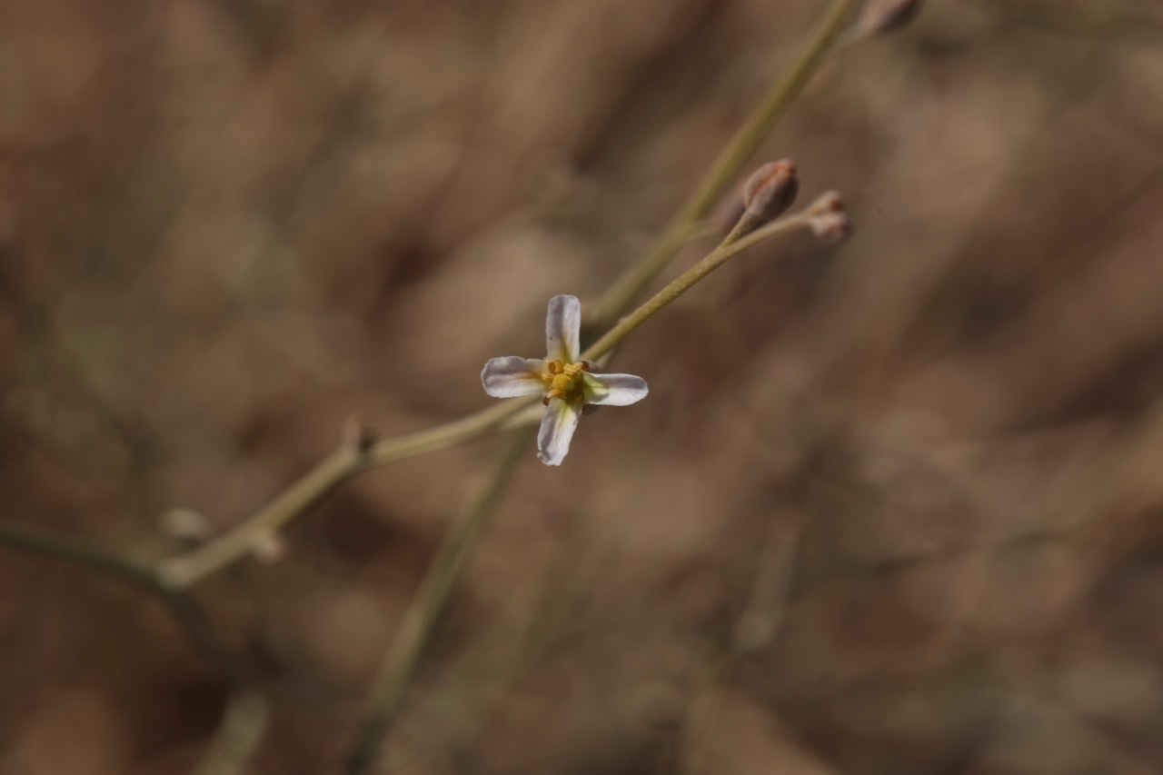 Farsetia occidentalis.jpg