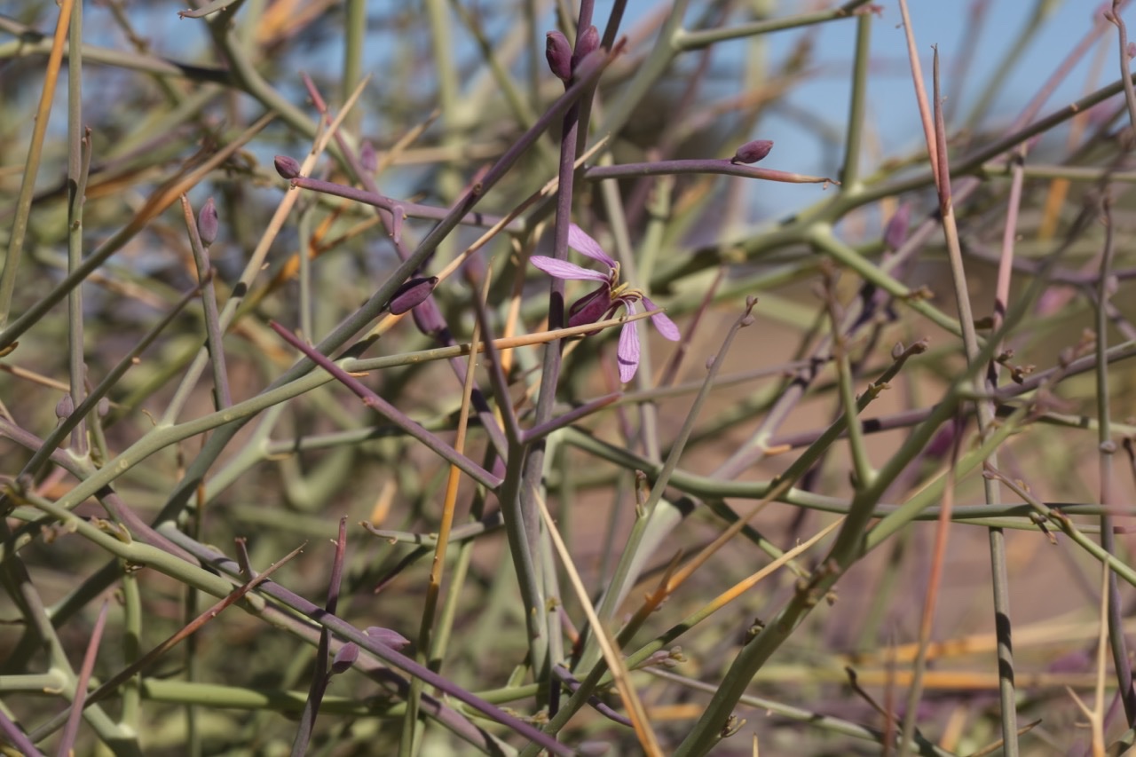 Foleyola billotii.jpg