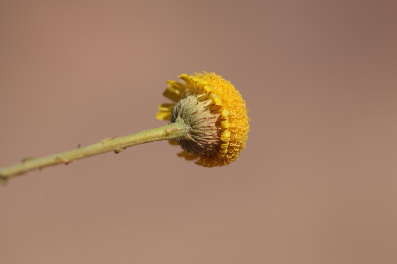 Pulicaria undulata (2).jpg