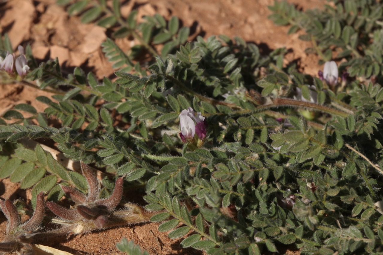 Astragalus sesameus.jpg