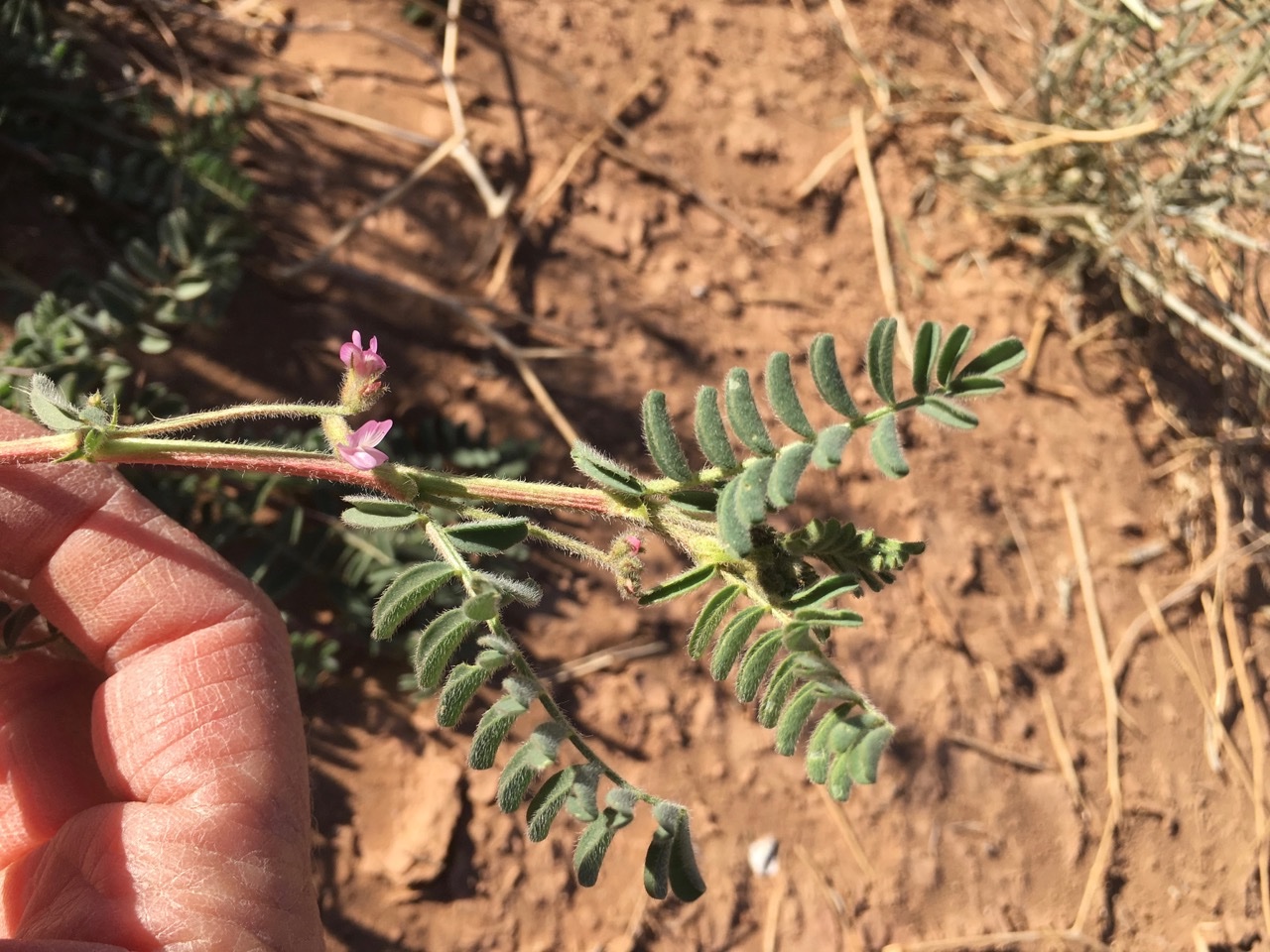 Astragalus mareoticus (1).jpg