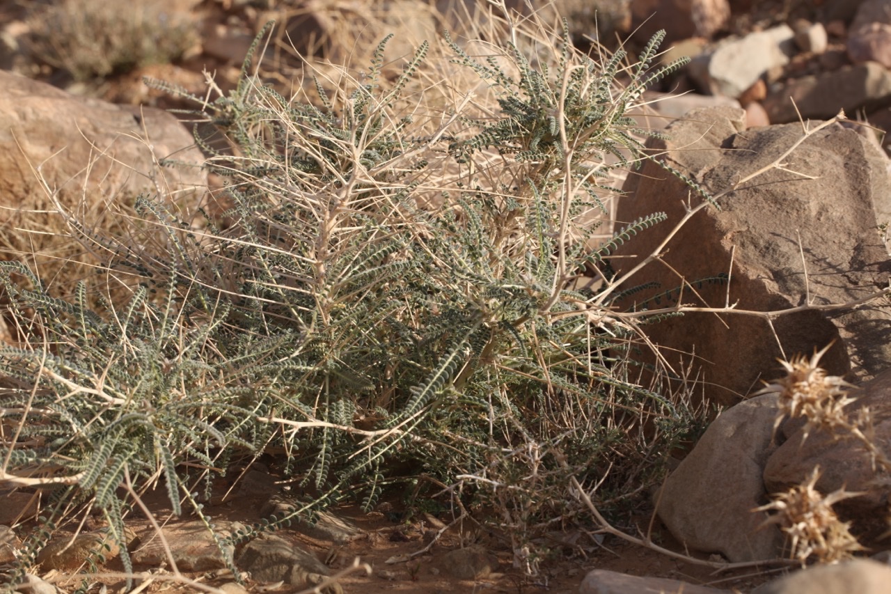 Astragalus gombo.jpg
