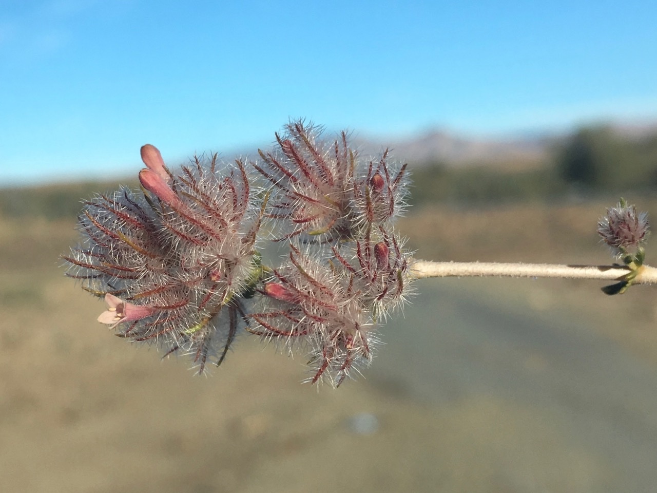 Plocama reboudiana =Jaubertia.jpg