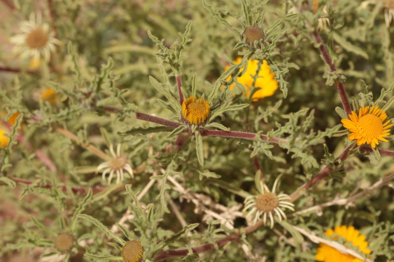 Asteriscus graveolens (1).jpg