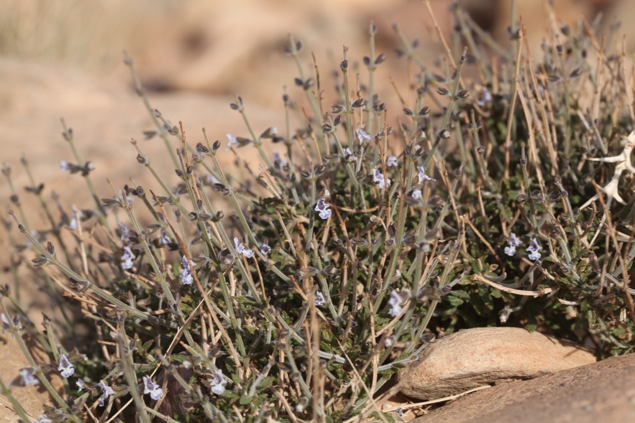 Salvia aegyptiaca.jpg