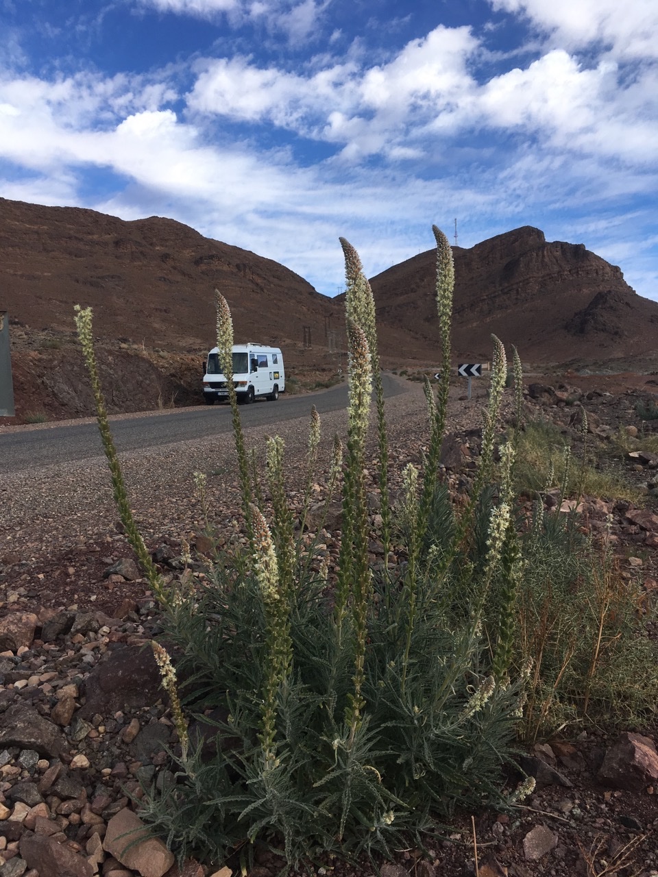 Reseda villosa.jpg