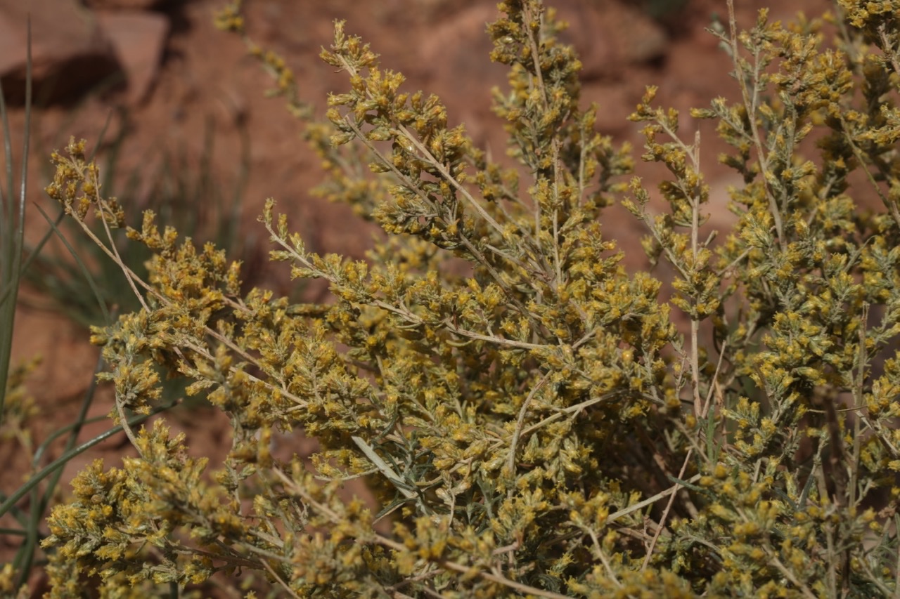 Artemisia herba-alba (2).jpg