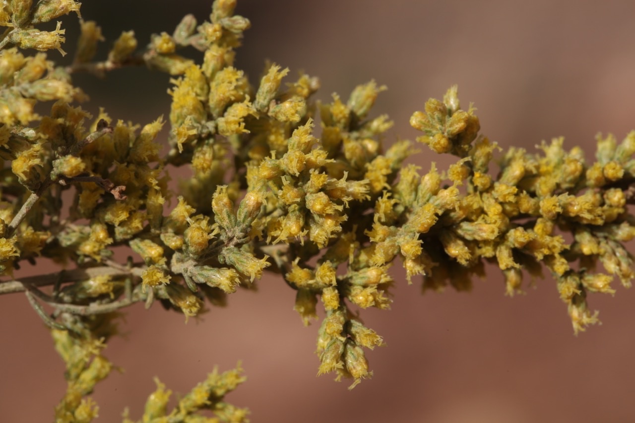 Artemisia herba-alba (3).jpg