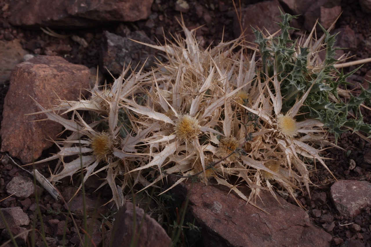 Carlina brachylepis.jpg