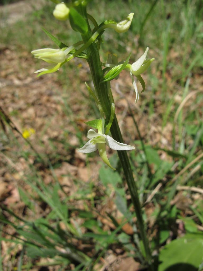 IMG_6143_Platanthera_bifolia.jpg