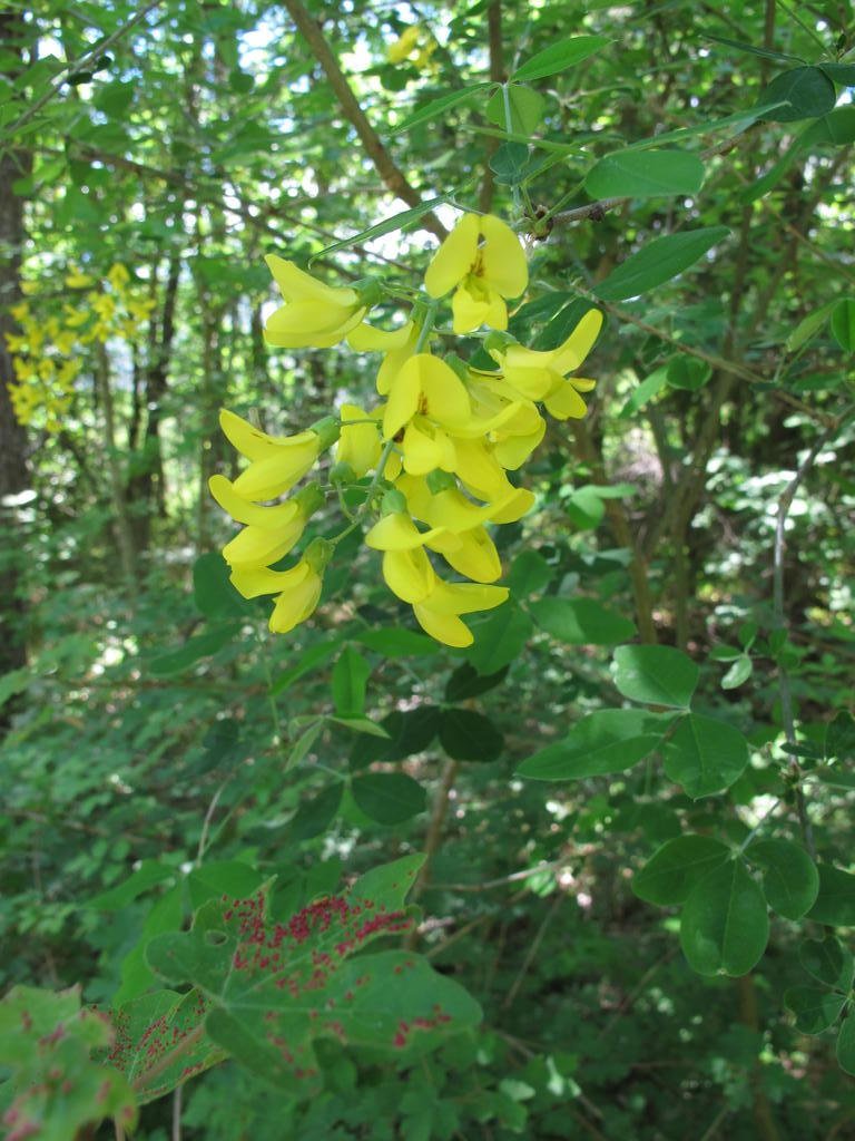 IMG_6152_Laburnum_sp.jpg