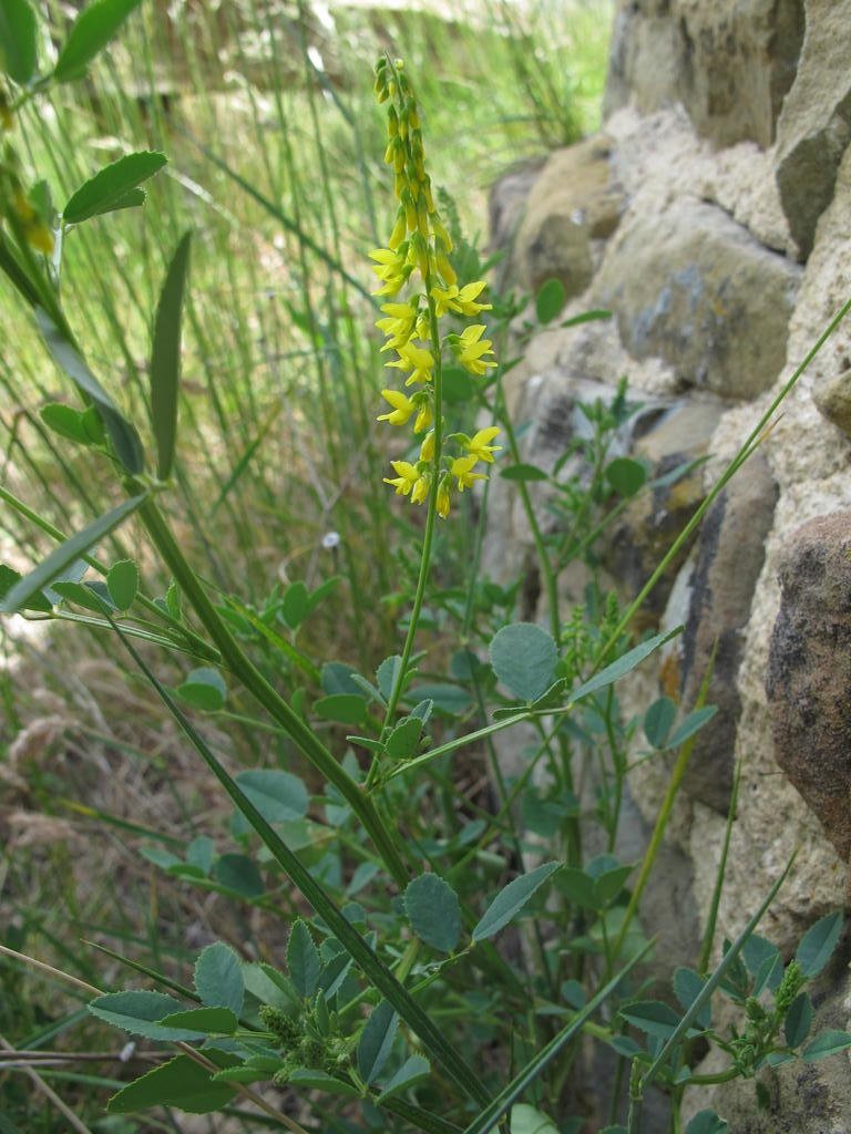 IMG_6194_Trigonella_officinalis.jpg