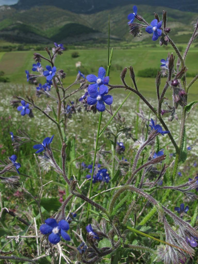 IMG_6204_Anchusa_italica.jpg