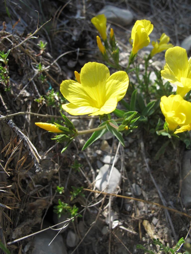 IMG_6218_Linum_campanulatum.jpg