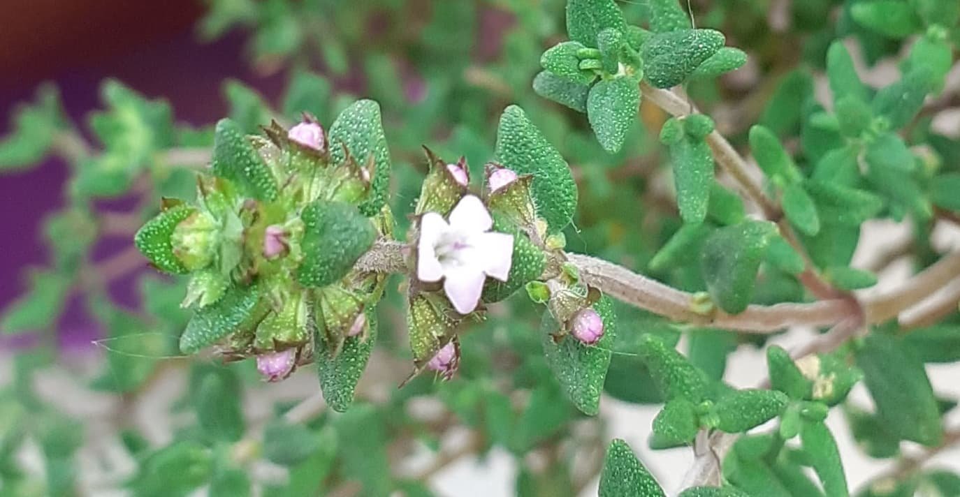 Fleur.jpg