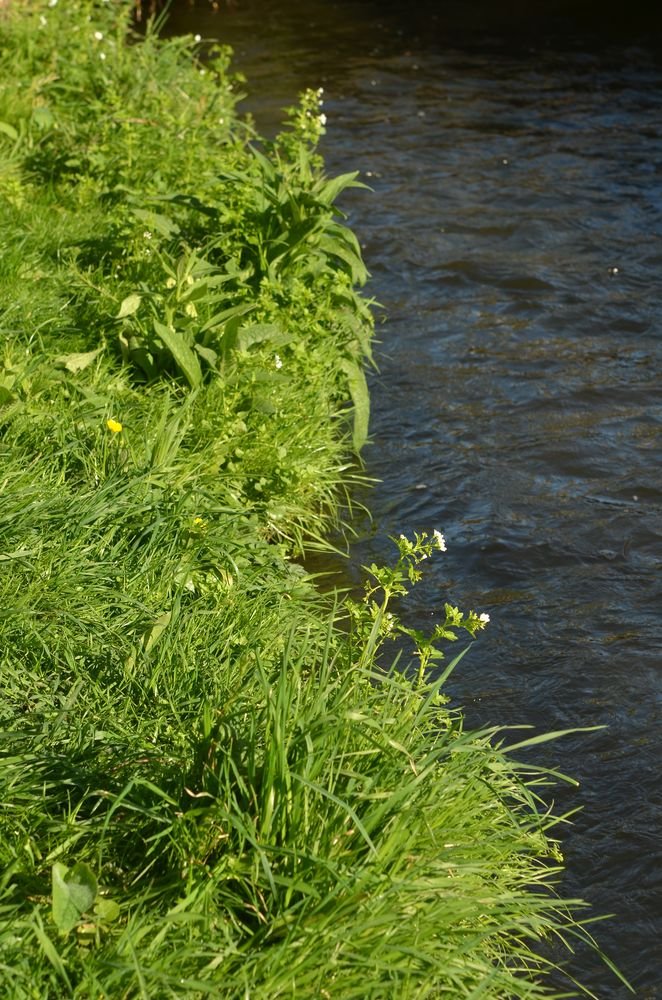 bord de ruisseau.JPG