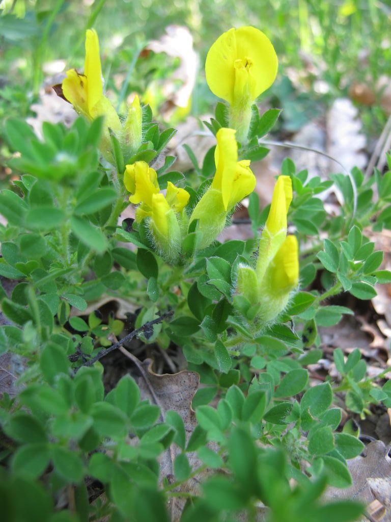 IMG_6226_Cytisus_lotoides.jpg