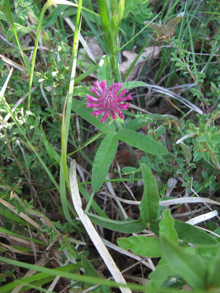 IMG_6234_Trifolium_alpestre.jpg