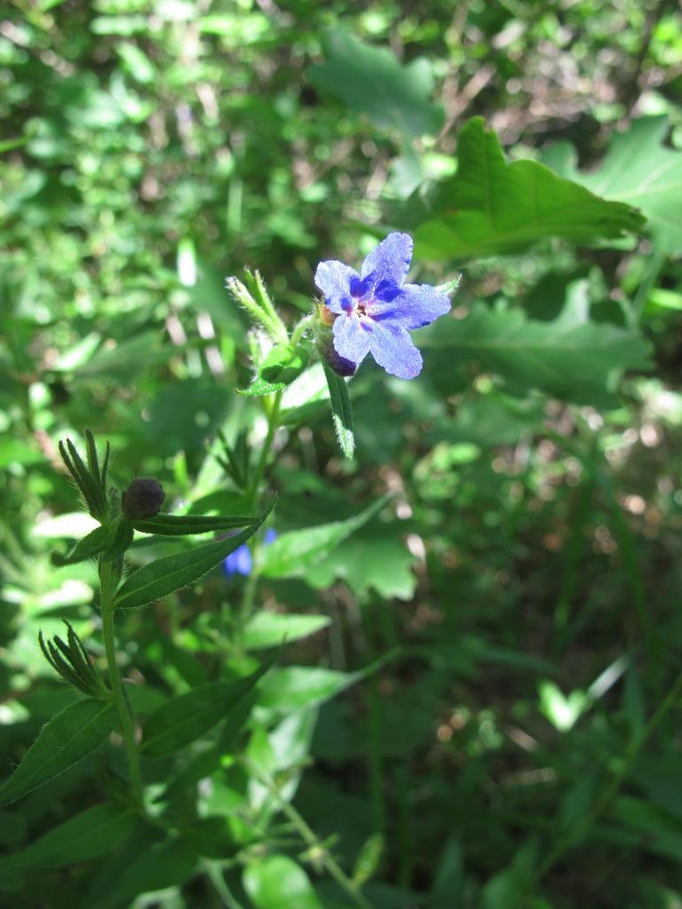 IMG_6266_Buglossoides_purpurocaeruleum.jpg