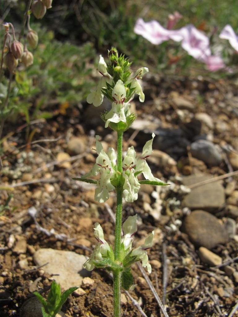 IMG_6301_Stachys_recta.jpg