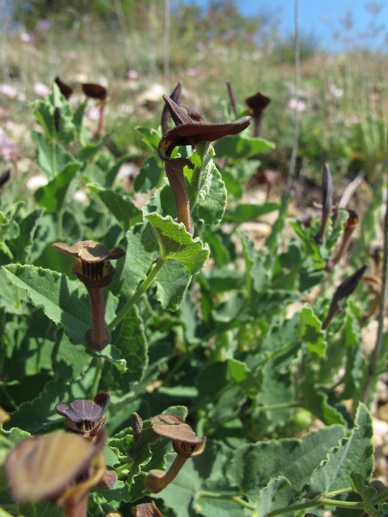 IMG_6308_Aristolochia_pistolochia.jpg