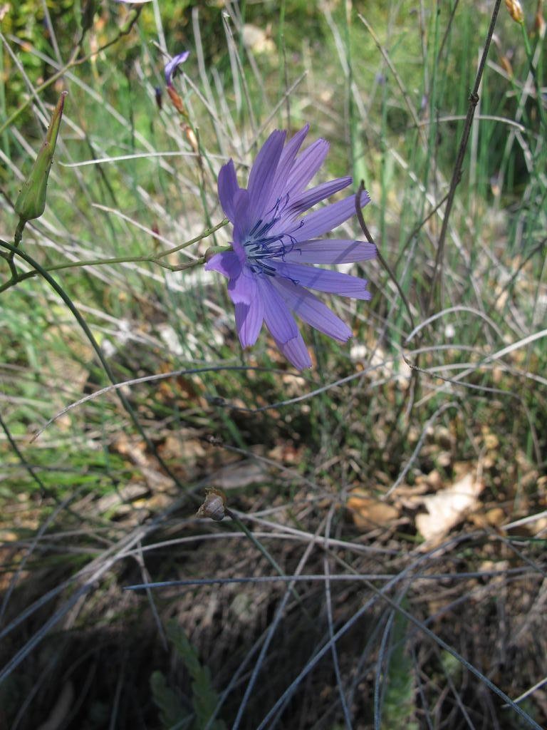 IMG_6311_Lactuca_perennis.jpg