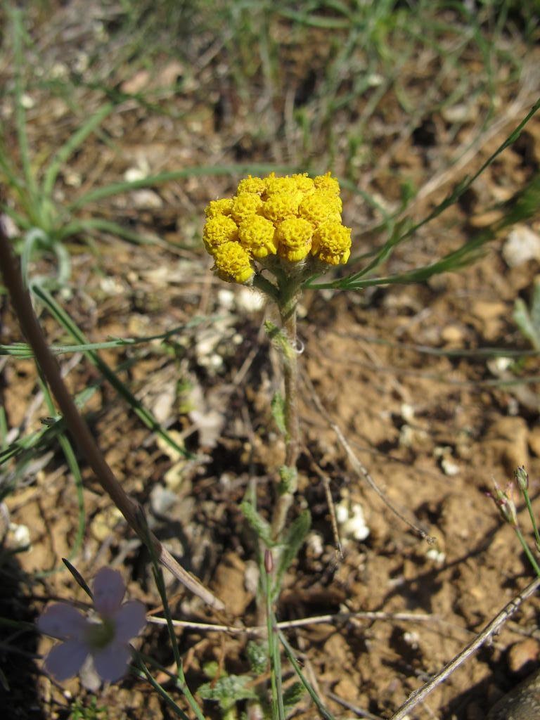 IMG_6330_Achillea_tomentosa.jpg