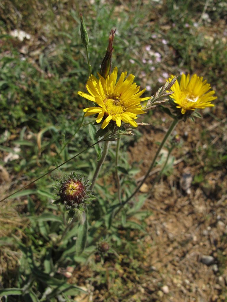 IMG_6337_Inula_montana.jpg