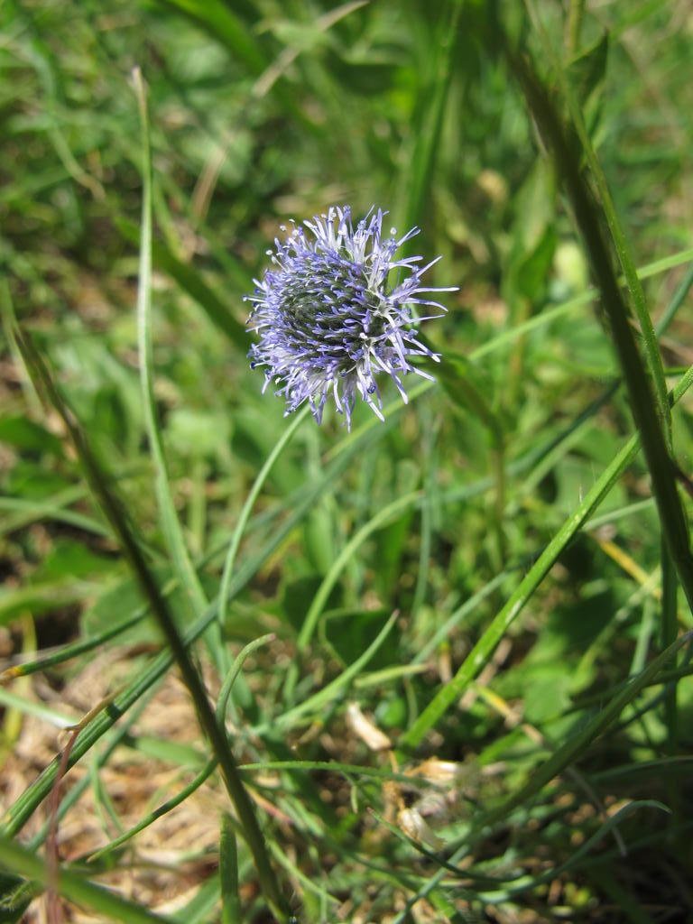 IMG_6366_Globularia_vulgaris.jpg