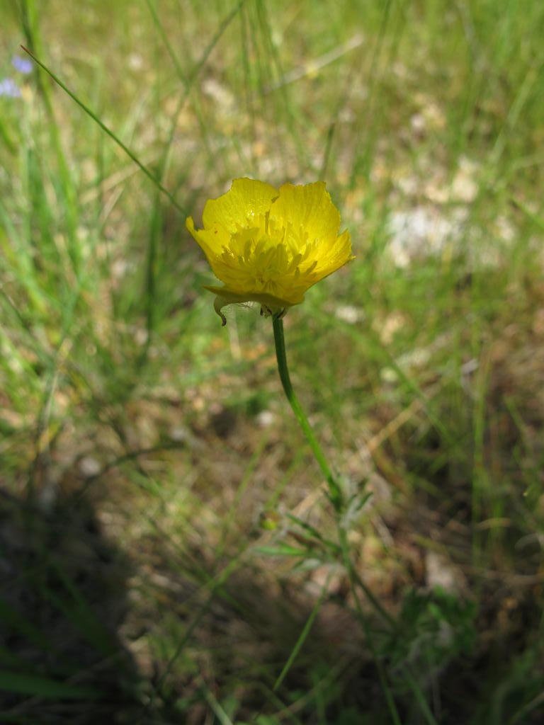 IMG_6371_Ranunculus_bulbosus.jpg