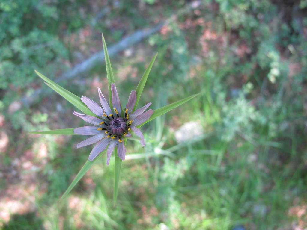 IMG_6409_Tragopogon_sp.jpg