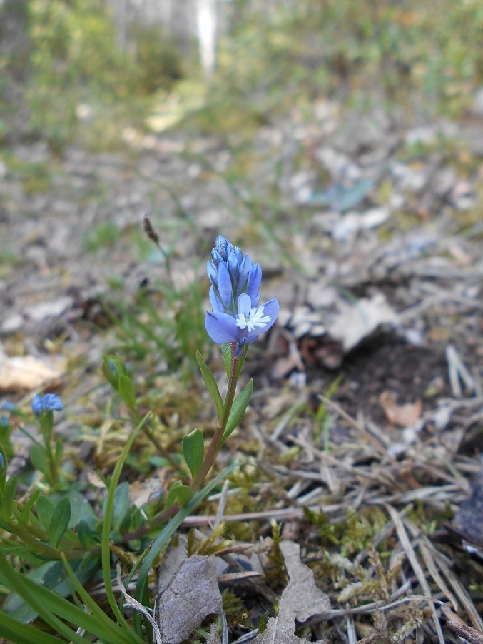 Polygale du calcaire (Polygala calcarea) - Copie.JPG