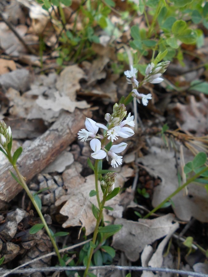 Polygale du calcaire blanc (Polygala calcarea) - Copie.JPG