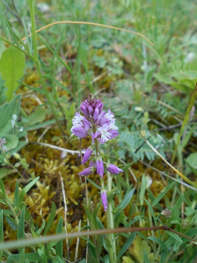 Polygale du calcaire violet (Polygala) (DOUTE) - Copie.JPG