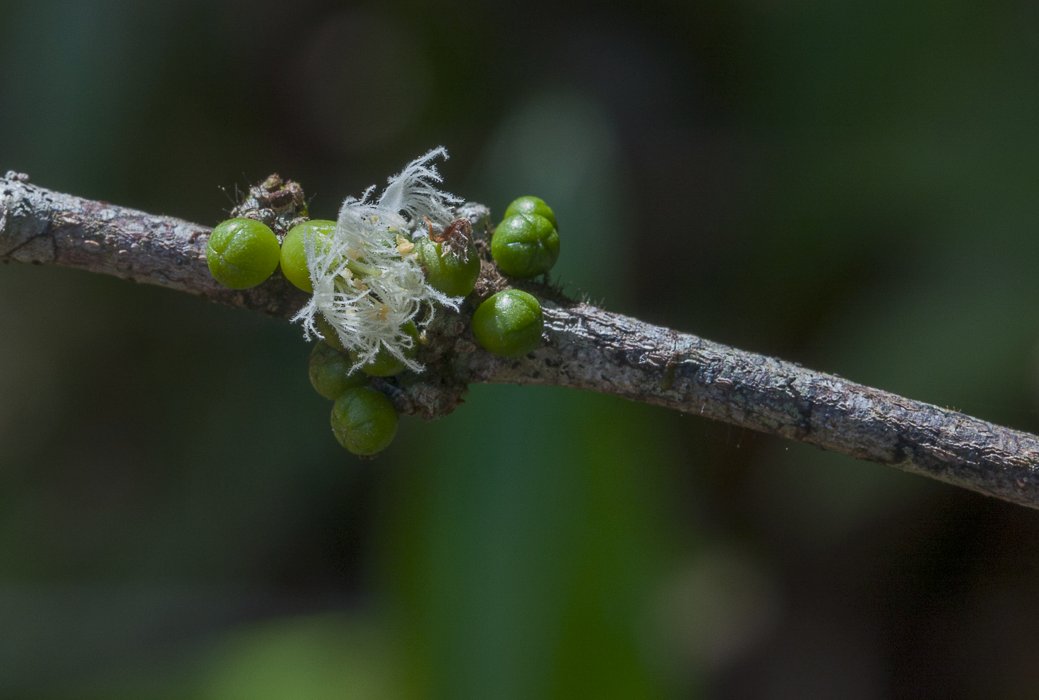 Cassipourea-guianensis9a.jpg