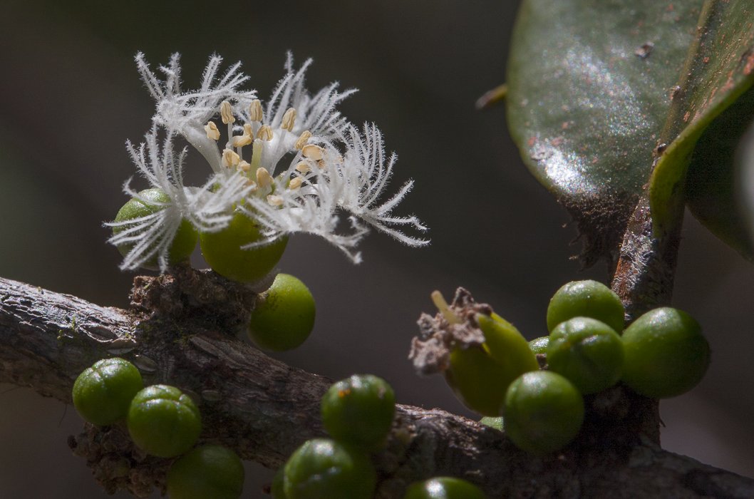 Cassipourea-guianensis8.jpg