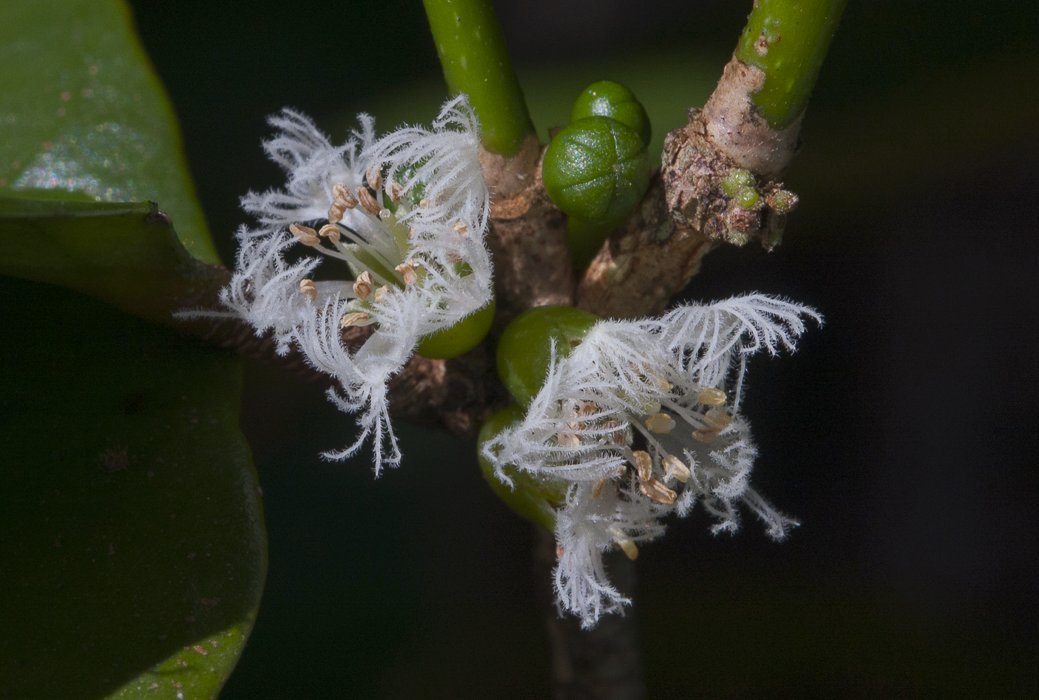 Cassipourea-guianensis9c.jpg