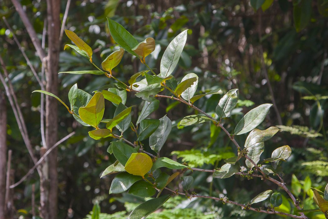 Cassipourea-guianensis1.JPG