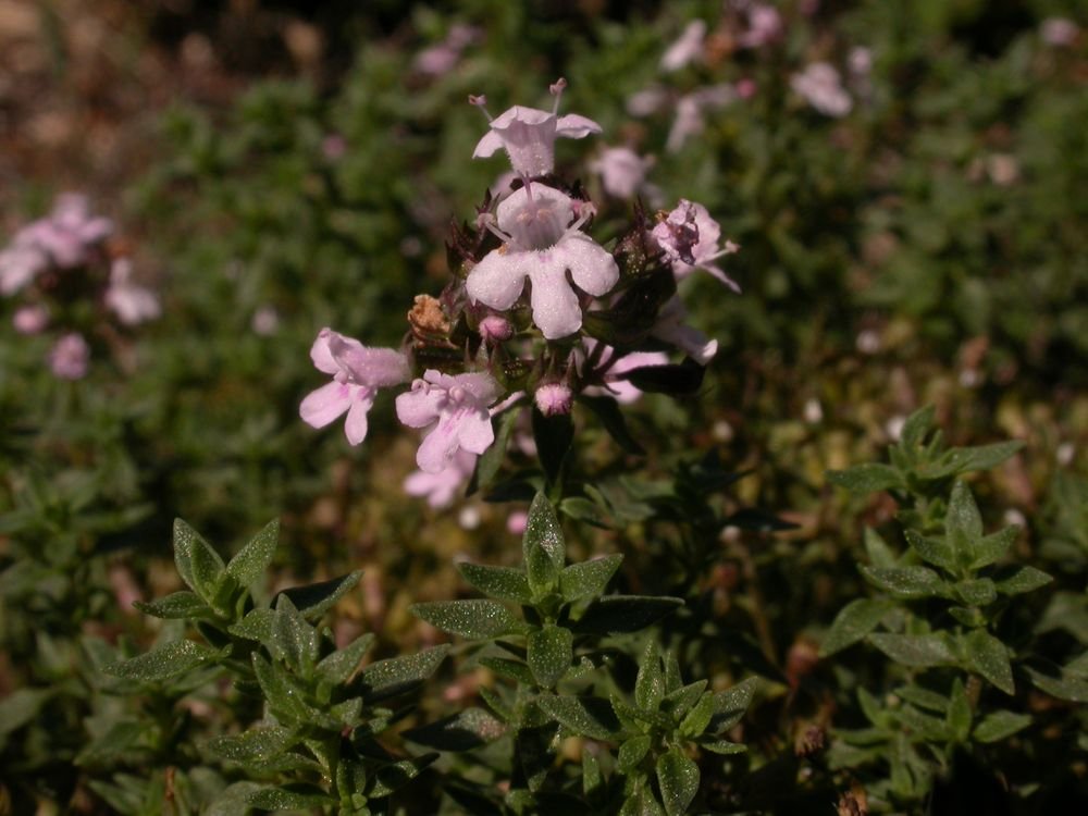 Thymus herba-barona 1.JPG