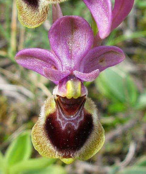 orchidee10.jpg