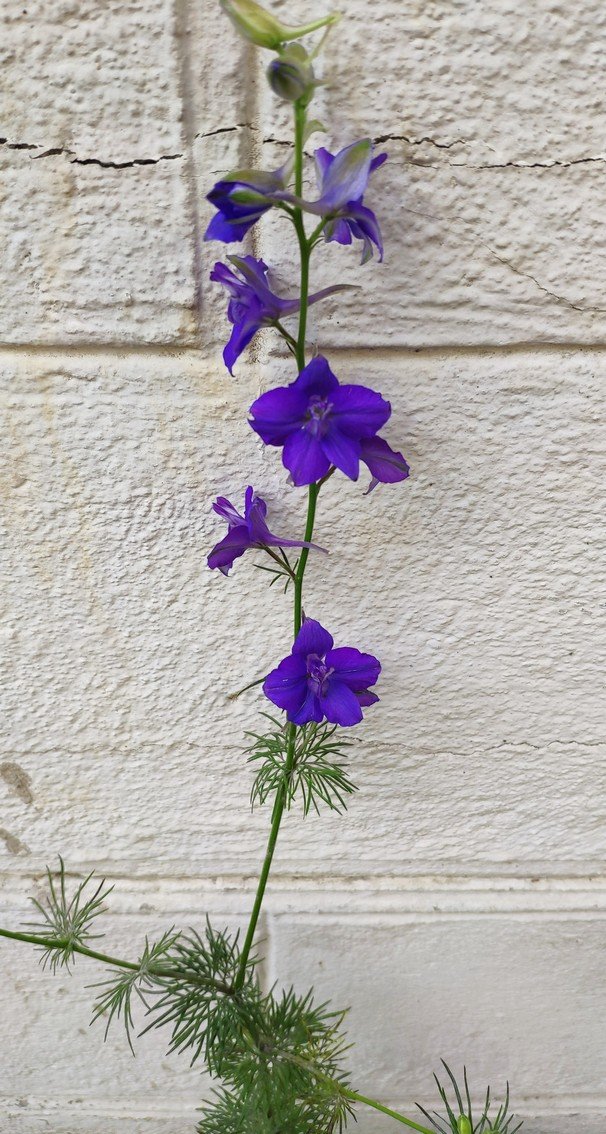 FLEURS 1.jpg