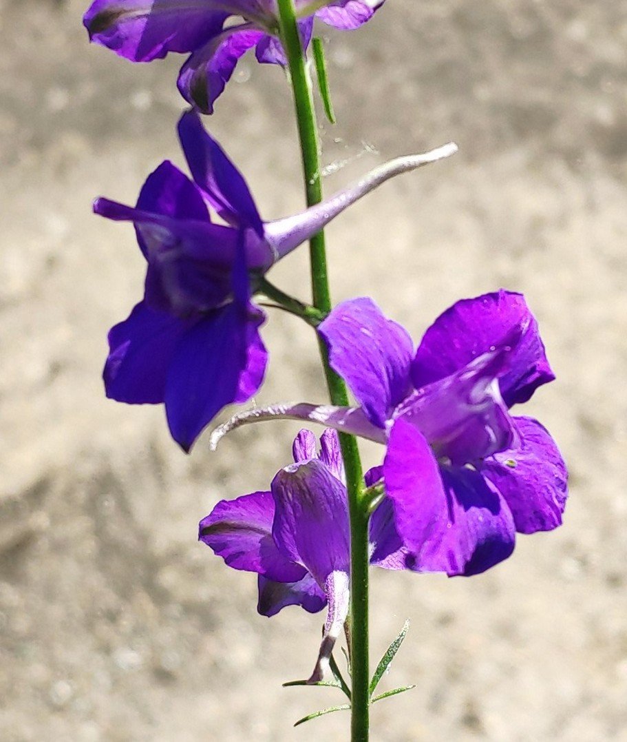 FLEURS2.jpg