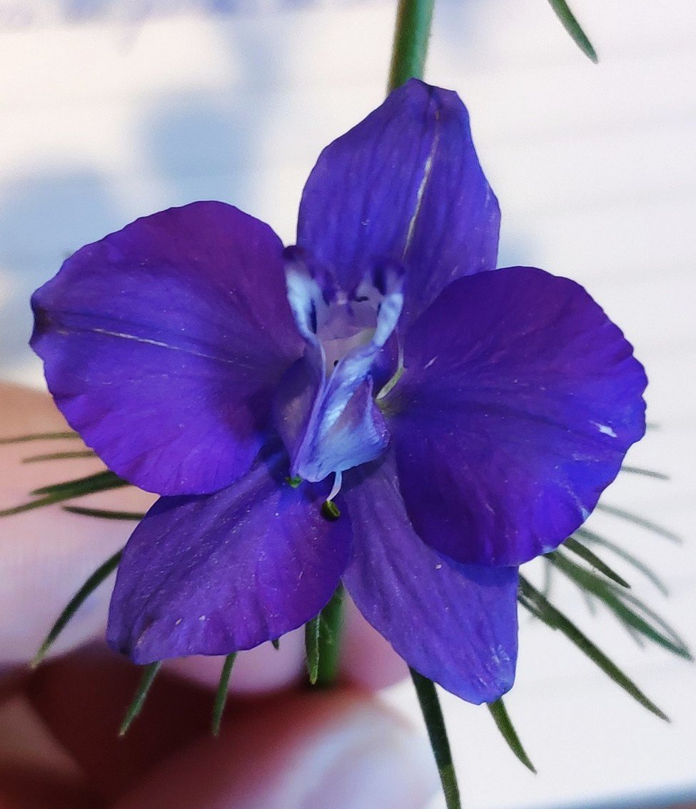 FLEURS3.jpg