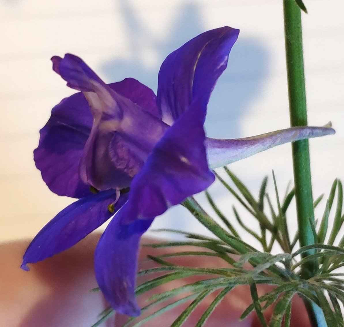 FLEURS4.jpg