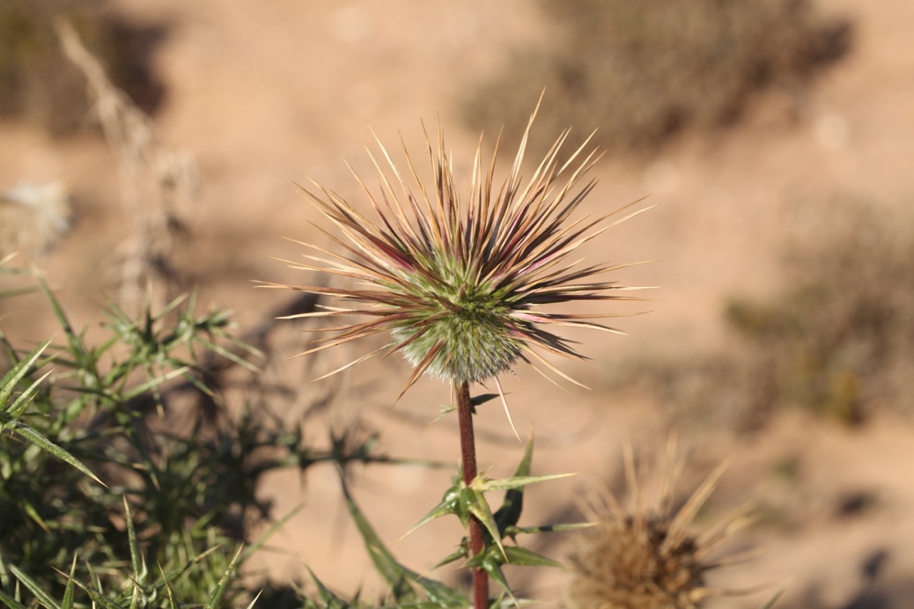 Echinops spinosissimus subsp. spinosus.jpg