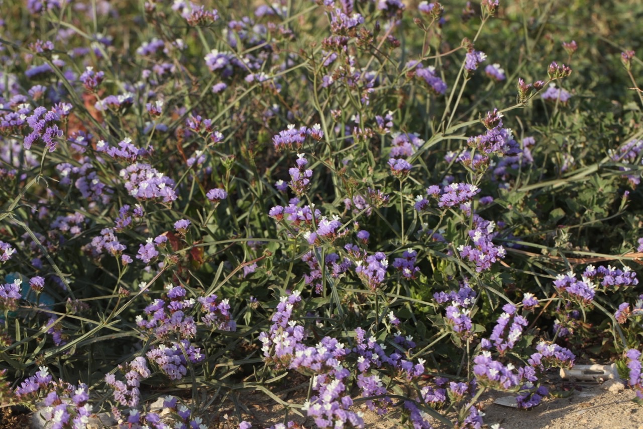 Limonium sinuatum subsp. beaumierianum.jpg