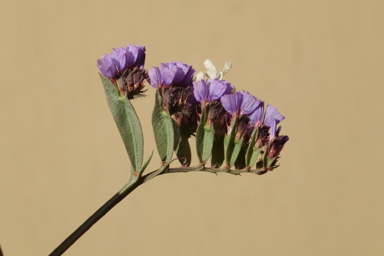 Limonium sinuatum subsp. beaumierianum.jpg